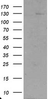 USP36 Antibody