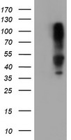 SERPINB1 Antibody
