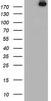 USP9X Antibody