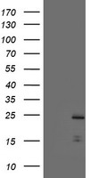 PYCARD Antibody