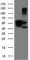 SERPINB1 Antibody
