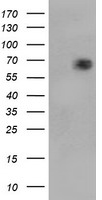 TRIM9 Antibody