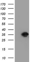 RYBP Antibody