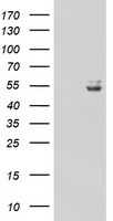 Ubiquinol Cytochrome C Reductase Core Protein I Antibody