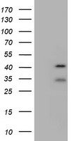 USP12 Antibody