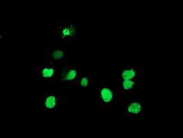 DPPA4 Antibody