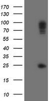 SPG7 Antibody