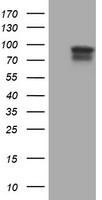 SPG7 Antibody