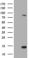 SPG7 Antibody
