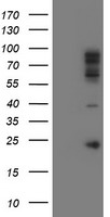 SPG7 Antibody