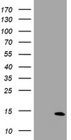 SPG7 Antibody