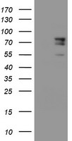 SPG7 Antibody