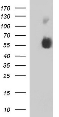 SIGLEC7 Antibody