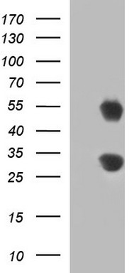 GADD45A Antibody