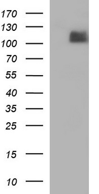 ITGB6 Antibody