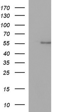 ANKMY2 Antibody