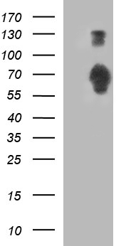 SIRPA Antibody