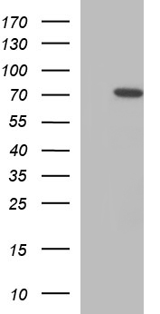 METTL25 Antibody