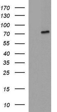 Albumin Antibody