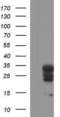 HSCB Antibody