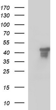 SCRN1 Antibody