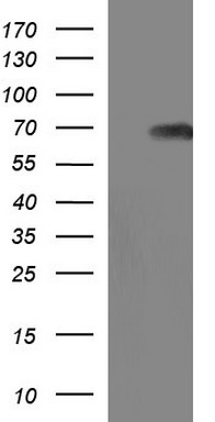 Sterol carrier protein 2 Antibody