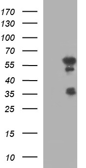 IRF5 Antibody