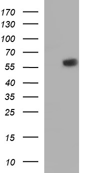 IRF5 Antibody