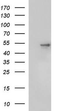SCRN1 Antibody
