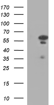 IRF5 Antibody