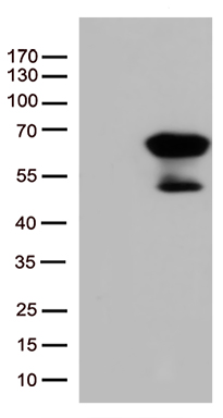 SMAD1 Antibody