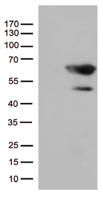 SMAD1 Antibody