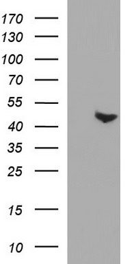 PAAF1 Antibody