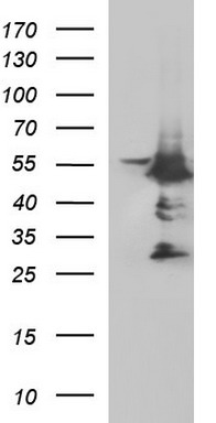 MYC Antibody