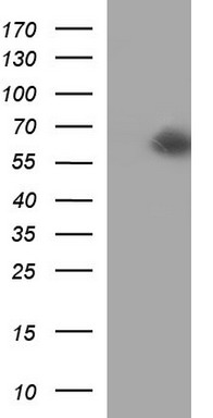 SCARB1 Antibody