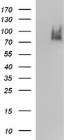 ICAM3 Antibody