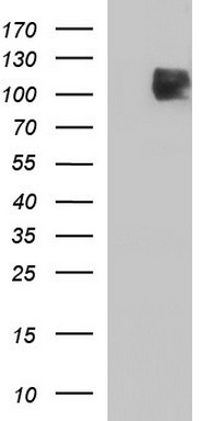 ICAM3 Antibody