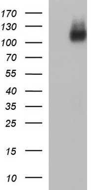 ICAM3 Antibody