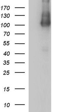 ICAM3 Antibody