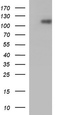 ICAM3 Antibody