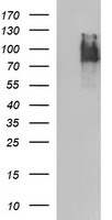 ICAM3 Antibody