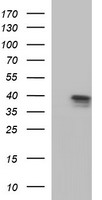 APOA5 Antibody