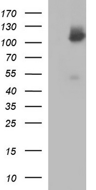 ICAM3 Antibody