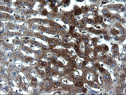 Fibrinogen gamma chain Antibody