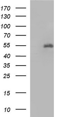 Fibrinogen gamma chain Antibody