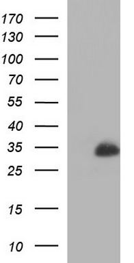 MBL2 Antibody