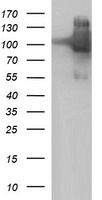 ICAM3 Antibody