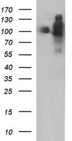 ICAM3 Antibody