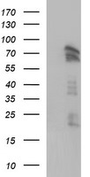 Angiomotin Antibody
