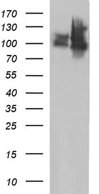 ICAM3 Antibody